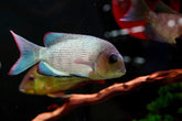 * RARE * Menarambo (Paretroplus menarambo) Madagascar Cichlids Captive Breed (Wild Extinct)